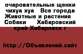 очаровательные щенки чихуа-хуа - Все города Животные и растения » Собаки   . Хабаровский край,Хабаровск г.